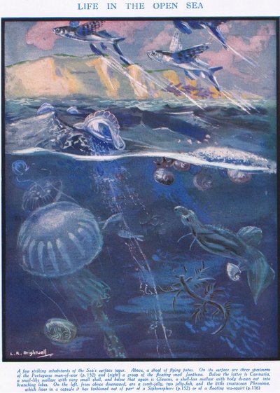 Vita nel mare aperto, illustrazione da 